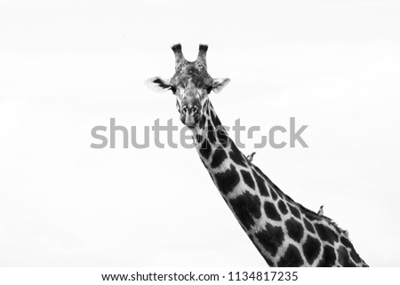 Giraffe in black and white