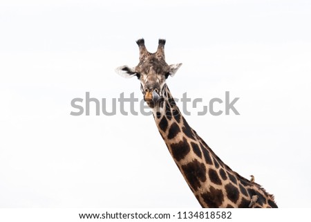 Giraffe with white background