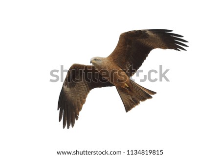 Large brown eagle waved its wings, isolated, close-up