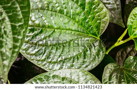 close up  green leaves  in garden for texture background