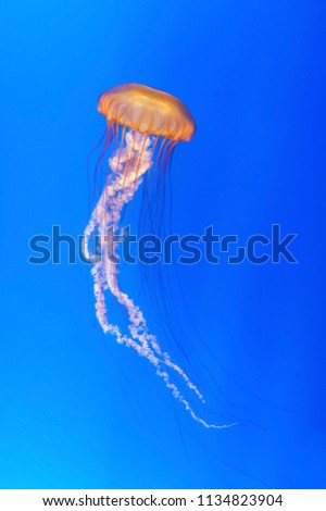  jellyfish (Chrysaora fuscescens or Pacific sea nettle) with blue sea background