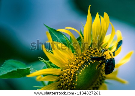 Bumble bee on a sunflower covered in pollen.