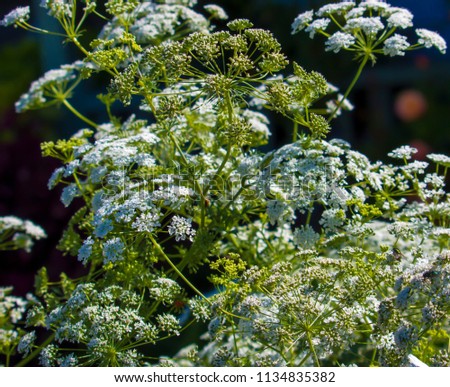 Daucus carota,  wild carrot, bird's nest, bishop's lace, and Queen Anne's lace,  a flowering plant in the family Apiaceae with a flat topped white umbel blooming in summer are delicate and feathery.