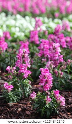 Closeup of beautiful pink and orange snap dragon flowers surrounded by green leaves