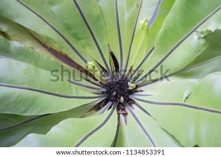 Beautiful green leaves plant up close, stock photo