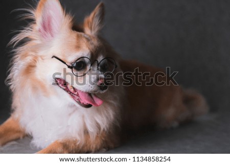 cute brown chihuahua wear black round glasses with grey leather background