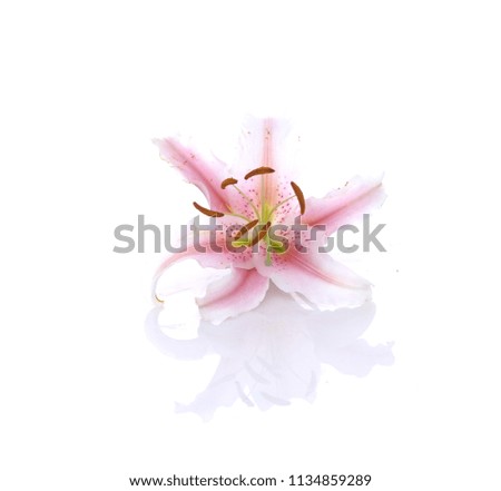 
White-pink flower lily on a white isolated background
