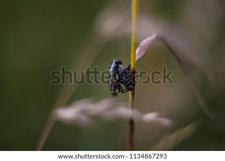 flies on a flower

