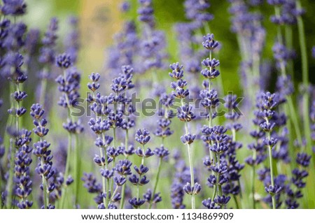 Lavender flowers close up field with green background
