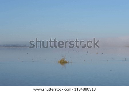 wildlife on a rural lake with fog in the background and a clear blue sky on a sunny day