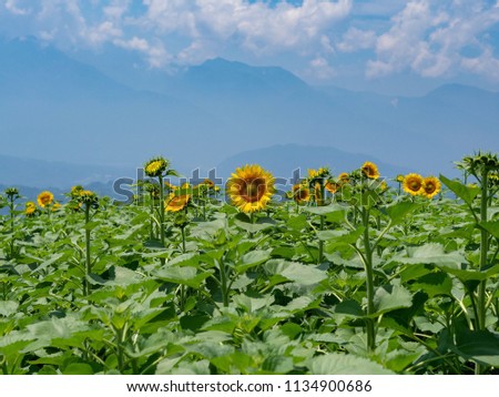 Sunflower, beauty in nature