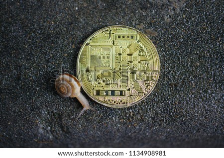 Snail crawled over a bitcoin