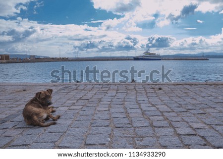 A small brown homeless dog lying on the stone ground in a port, with a fast boat seen in the background. Concept of a poor dog on vacation.