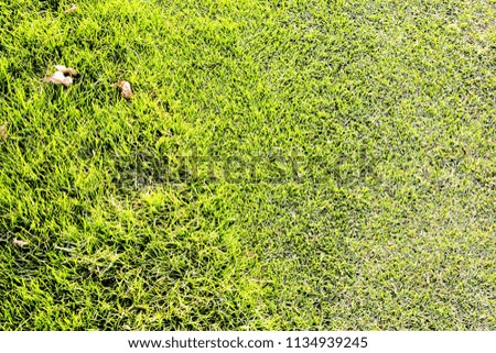 Photo Picture of the Green Grass Pattern Texture Background
