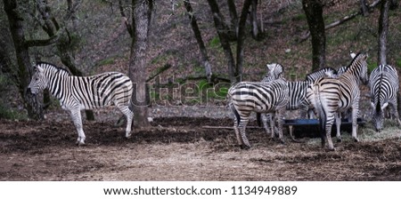 Lone Zebra facing the other way - looking away - trendsetter