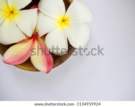 Frangipani flower in wooden bowl on white background for copy space