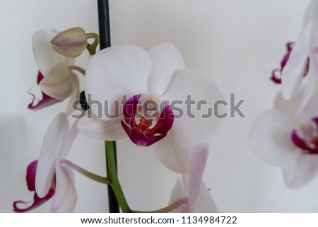 White orchid flower with pink blossom isolated on white textured background 