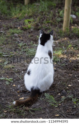 The cat white with black spots sits outdoors.