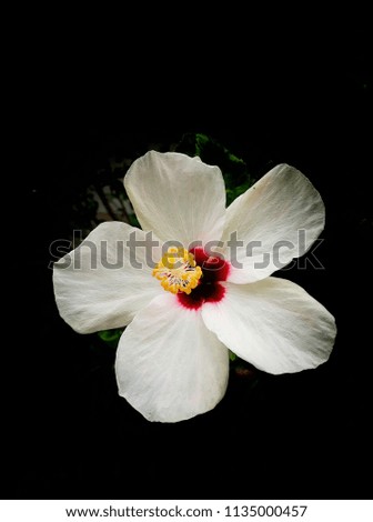 Chaba flower
White on black background