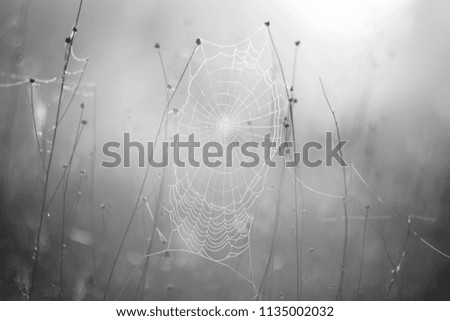 Spiderweb with mild focus. Black and white image.
