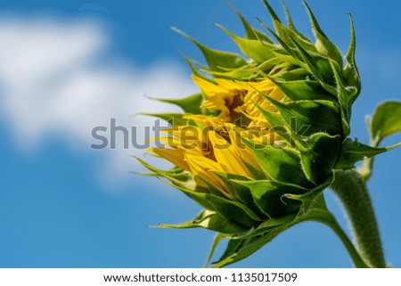 Sunflower field. Sunflower with blue sky and clouds. Summer background, bright yellow sunflower over blue sky. Bee on the sunflower

