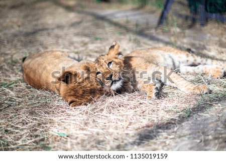 beautiful lions resting on the ground at noon