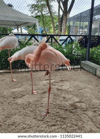 Flamingo stands by one leg.