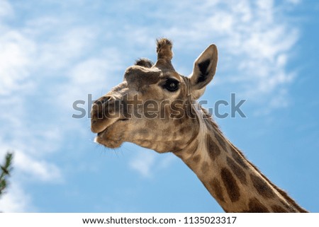 the head of a giraffe against the greenery and sky