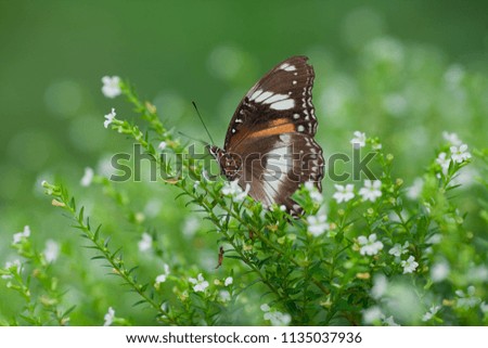 The Flowers and Butterfly