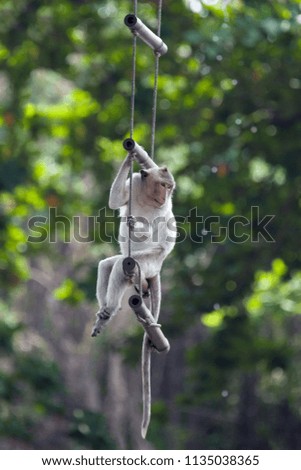Cute monkey play.