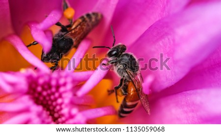 Macro photo of beautiful waterlily and bee, soft focus. Royalty high quality free stock image of bees and purple waterlily flower in sunshine. Bees honey on water lily flower