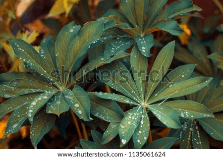 Green leaves early in the morning. Dew. Garden. Moscow. Russia.