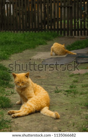Two red cat sit on the path. Landscape with cats. Background.