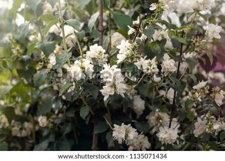Bushes with white flower. Sunny day. Moscow. Russia. Summer.