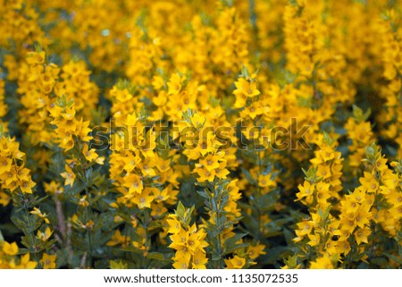 
Yellow flowers in the garden