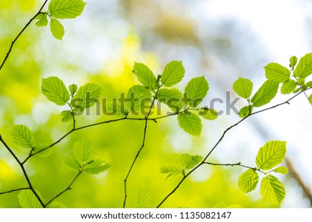 New green leaves on tree branches at spring. Twigs of spring tree.