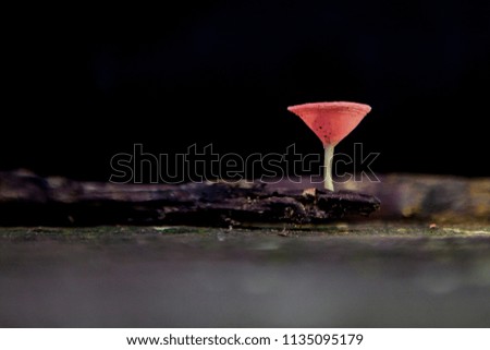 red mushrooms is black background