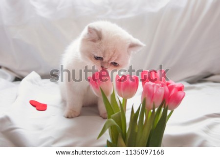 
Cat with pink tulips. Fluffy white beautiful adult cat, Scottish, close portrait on white background. Blue eyes.