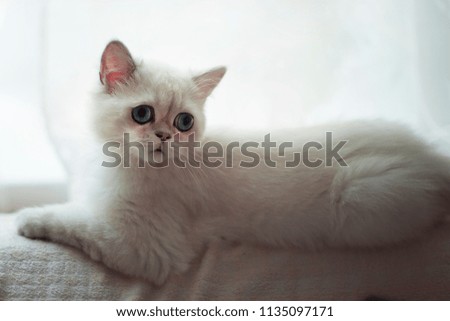 White scottish cat with blue eyes.