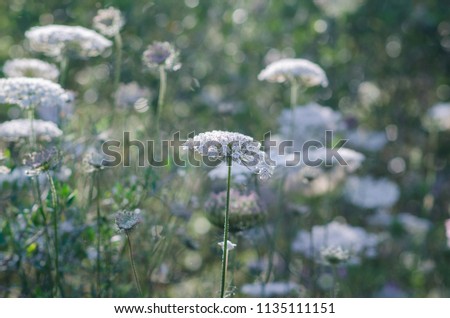 Photograph of some flowers and the vegetation of the fields of Menorca.