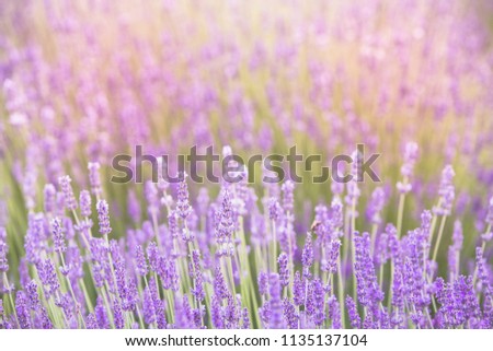 Sunset gleam over purple flowers of lavender. Bushes on the center of picture and sun light on the left. Provence region of france.