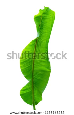 Green leaves pattern, leaf banana isolated on white background. include clipping path