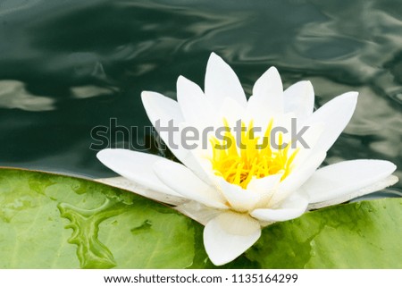 White Lotus water flowerblossom