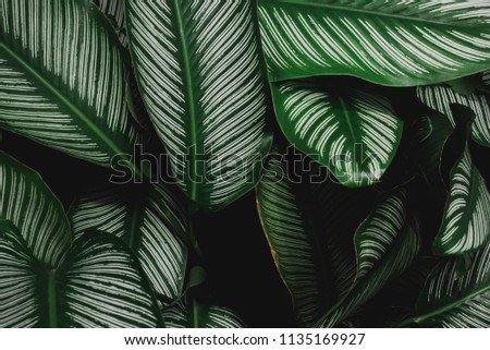 Abstract nature Green leaf background and beautiful wallpaper.