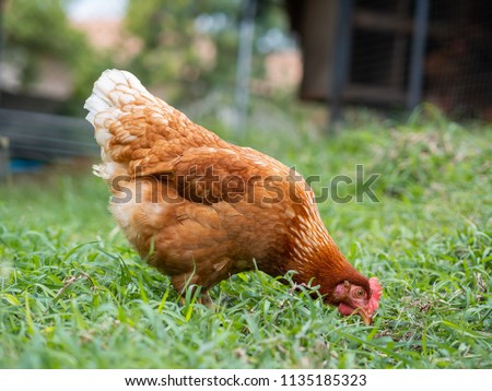 Brown chicken eating food on the grass floor. Farming & Pet Concept.