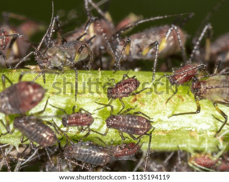 Aphids on a plant in nature