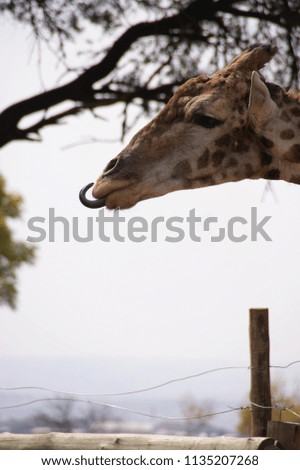 Giraffe with curled black tongue.