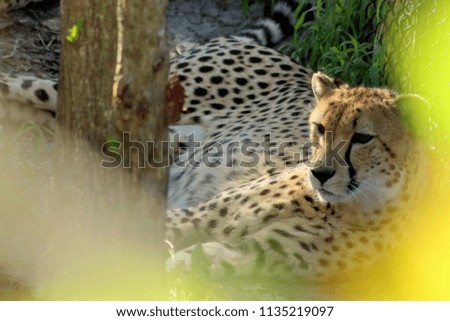 Beautiful Graceful Cheetahs