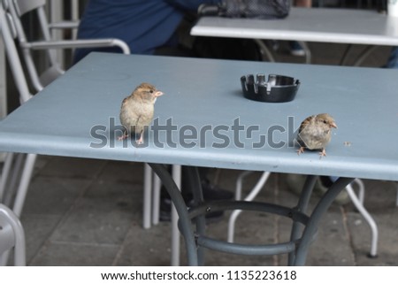 Sparrows posing for pictures