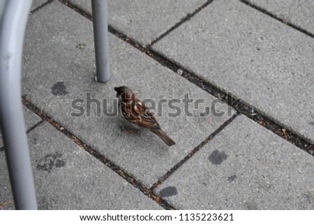 Sparrows posing for pictures